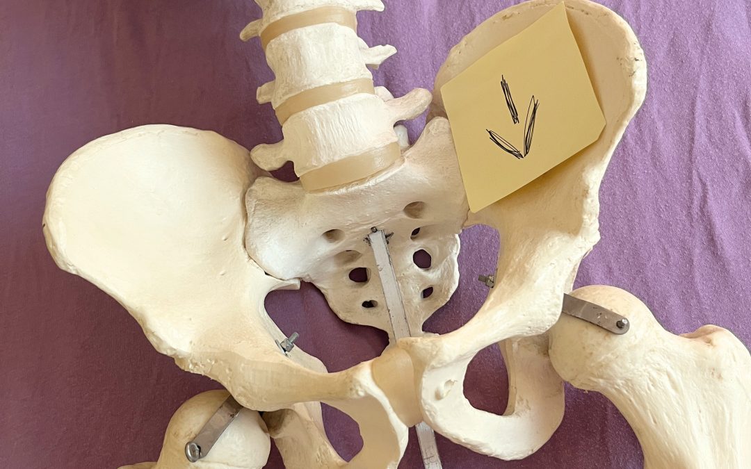 Das Becken als Schlüssel für Ausgeglichenheit.