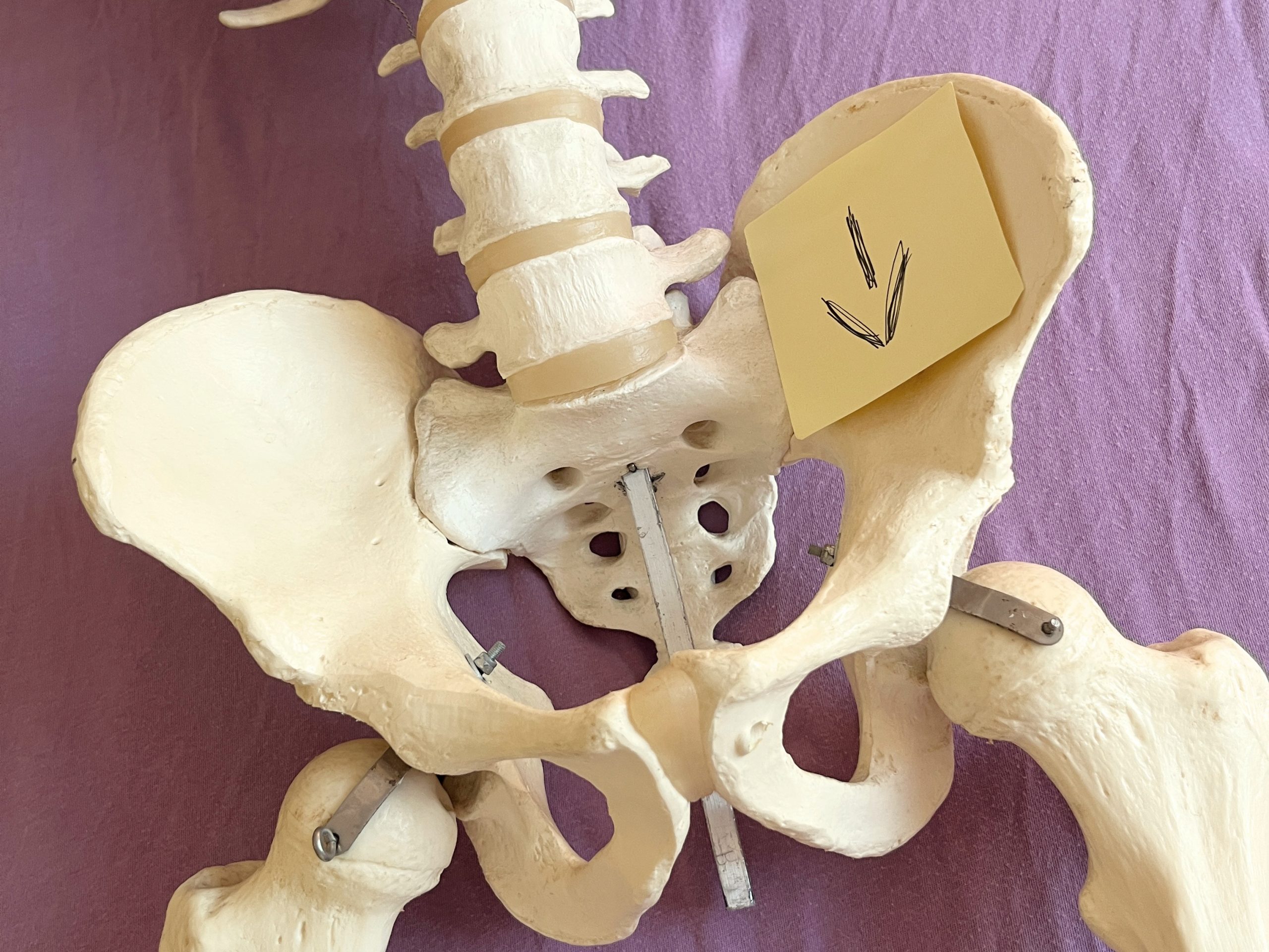 Blog_Dorn_Beinlängendifferenz